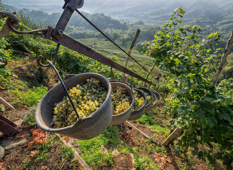 Prosecco Superiore 'RocciaMadre' DOCG Brut - Marchiori